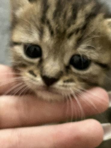 Кошки: Табби, Самка, В добрые руки, Самовывоз, Платная доставка — 3