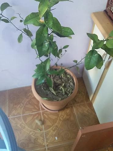 ev bitkisi: Saksıda yetişən limon (Citrus limon) bitkisi - Bitki: Tikanlı — 1