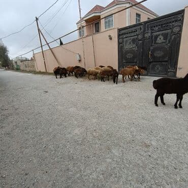 Salam hervaxdız xeyir saxlamlıq quzularm cxdı satqa isdiyen elaqe — 26