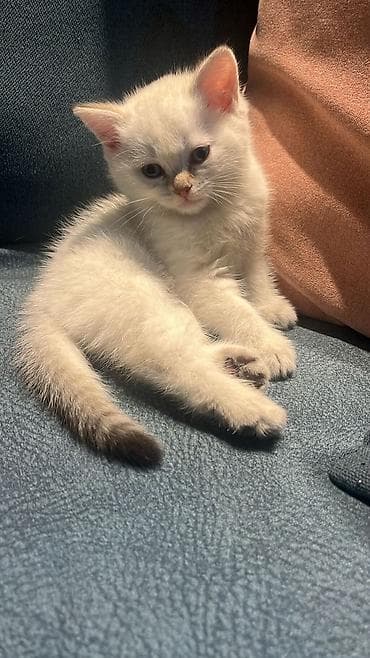 sinsila pisik: Balaca pişik balaları – krem/ağ tüklü, tünd quyruq ucları və pəncə — 3