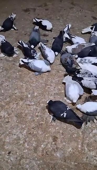 Quşlar: Məhsul: Ev göyərçinləri – müxtəlif rəng və naxışlarda dekorativ və — 4