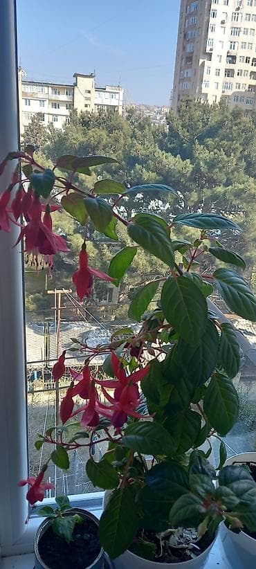 passiflora qiymeti: Məhsul: Otaq bitkiləri – Fuksiya (Fuchsia), Qızılgüləoxşar — 2