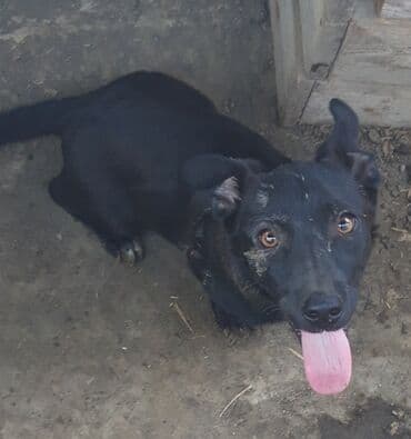 afcarka itleri qiymeti: Zvonok, 3 ay, Erkek, Peyvəndli, Ünvandan götürmə — 1