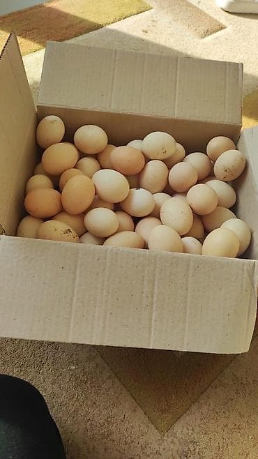 hinduska yumurtasi: Təzə mayali kənd yumurtasi ozum yetiwdirdiyim toyuglarin yumurtasdi — 1