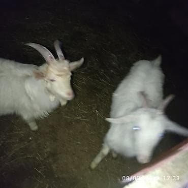 cepis: Çəpiş 6ededdi hamsini götürənə üst usde 100az tek tek ferqli qiymetdi — 2