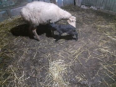 heyvanlara verilen adlar: 3 balsdı balsı dişdi — 2