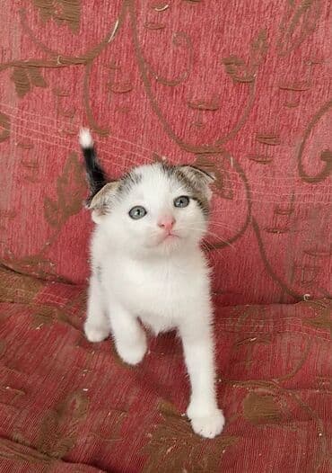 pişiklər ucuz: Şotland yastı qulaq, Erkək, Cütləşmə üçün, Ünvandan götürmə — 2