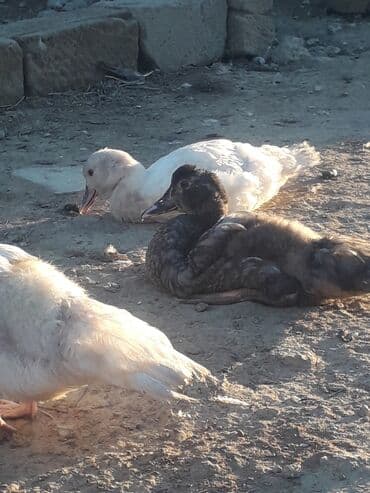 ruan ordək: Lavanda ve Macar balalari satilir.10 manata böyukler. Balacalar 5 — 2