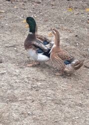 ördək balası və cücə: Dişi, | Kuban, Damazlıq, Pulsuz çatdırılma — 8