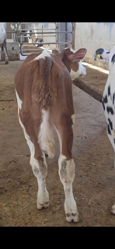 ucuz toyuqlar: Məhsul: Dana (2 ədəd) Təsvir: - Cins tip: süd istiqamətli seleksiya – — 4