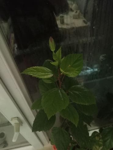 ana urəyi gulu: Kitayski roza təcili satılır!! 5-3 gündən bir gül verir — 1