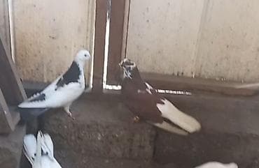 Quşlar: Salam. Görüyünüz heyvanlar satılır. Tam saglam heyvanlardi — 3