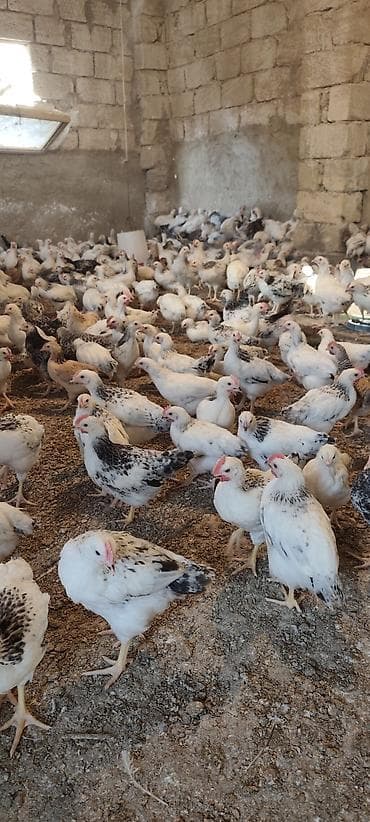 ataks cücələri: Toyuq cücələri, Ətlik, Ünvandan götürmə — 4