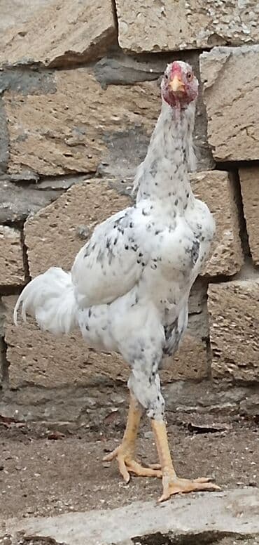 yuxuda qas gormek: Xoruz, il: 1, Ünvandan götürmə — 9