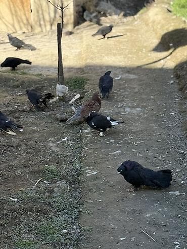 qaşqaldaq quşu: Sade ve dekorativ goyercinler satilir cut ya optom ciddi alicilar — 10