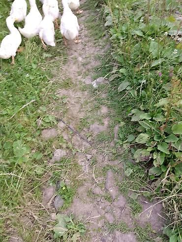 heyvan baxıcısı: Təsvir: - Təbii mənzərə ilə əhatələnmiş kənd həyəti və kiçik fermada — 2