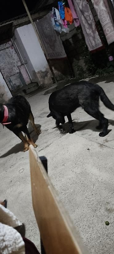 Labrador-retriver, 7 ay, Peyvəndli, Ünvandan götürmə — 8