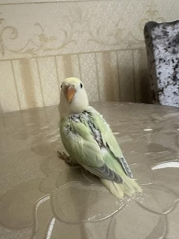 qus sesi: Salam 1 aylığ balalardı.Hamsı tam sağlamdır.Ələ öyrəşdirmək olar — 10