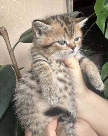 kirpi heyvan: Şotland — 5