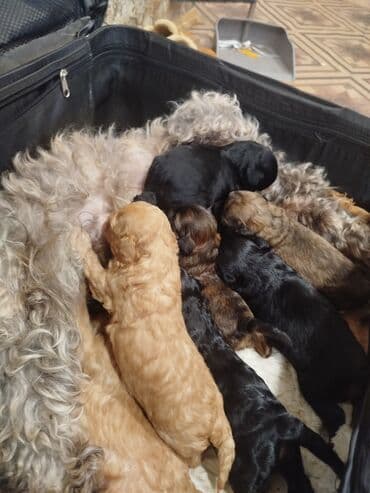 Maltipo balası rəngə görə qiymət deyişir lalafo.az -da Maltipo balası rəngə görə qiymət deyişir