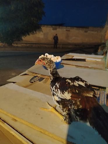 ross 308: Melez döyüş xoruzu (cücəsi) – qara-ağ-al rəng çalarında, uzun ayaqlı — 2
