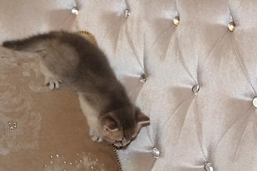 sfinks pişik: Qızıl şinşilla, Erkək, Dişi — 7