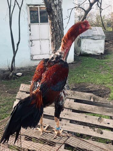 Xoruz, il: <1 lalafo.az -da Xoruz, il: <1