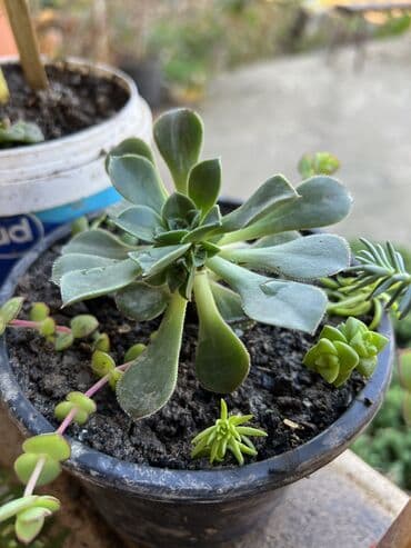 ev qizdiricilari: Xalça — 61