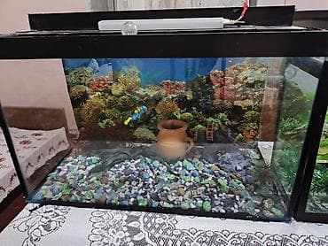 akvariumlar: 2 Akvarium satilir Boyuk akvarium(95litr)-80 azn Balaca — 2