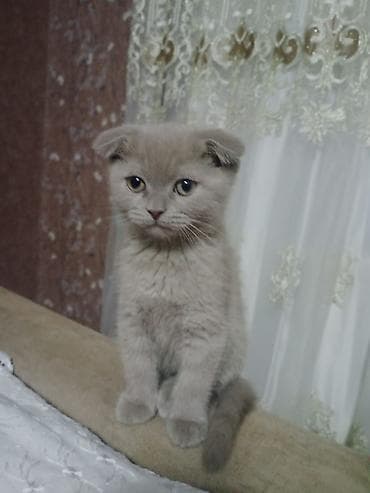 pişik sortları: Şotland, Erkək — 1