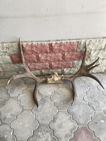 maral basi: Məmulat: maral buynuzu kəllə hissəsi ilə birlikdə (divar bəzəyi üçün) — 3