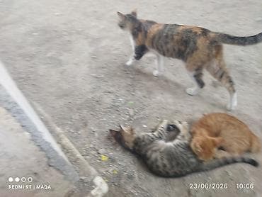Pişiklər: Tabbi, Yaxşı əllərə, Pulsuz çatdırılma — 1