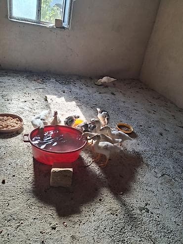 bala tutuquşu: Satılır ördək balaları. Şəkillərdə bir neçə ədəd gənc ördək balası — 2