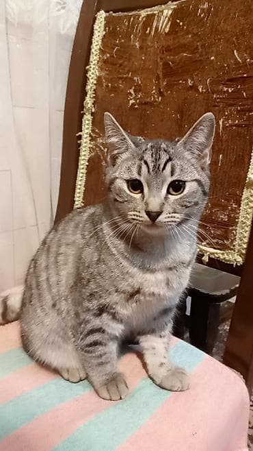 sirin pişik balalari: Yaxşı əllərə — 3