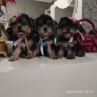 itler bala: Yorkşir teryer — 5