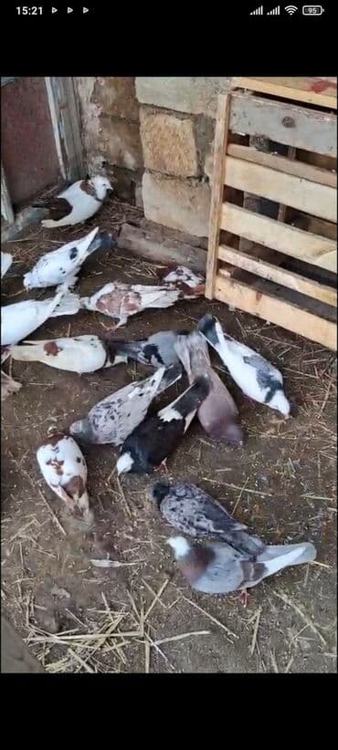 goyerçinler: Qiyməti danışmaq olar. quşlar hamsi sağlamdır . ünvan Abşeron rayon — 1