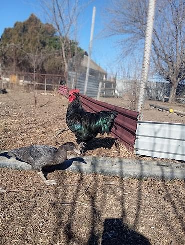 Məhsul: Qara rəngli xoruz Təsvir: Avstrolop temiz qan öz heyetimin lalafo.az -da Məhsul: Qara rəngli xoruz Təsvir: Avstrolop temiz qan öz heyetimin