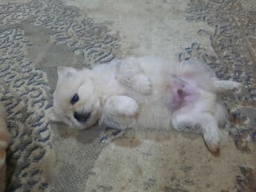 akvarium balıqları haqqında məlumat: Pekines, Peyvəndli — 2