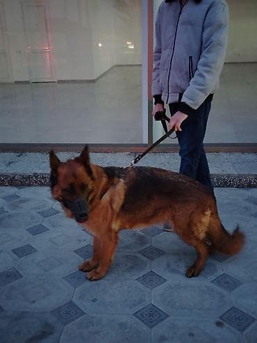 coban: Alman çoban iti, 2 il, Dişi, Peyvəndli, Pulsuz çatdırılma — 2