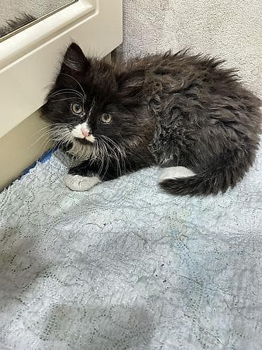 V dobrie ruki pushistiy kotik. 2 mes devocka