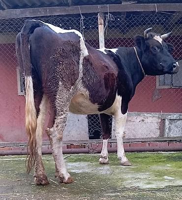 simental inək: Simental tipli inək – qara-ağ-qəhvəyi rəngdə, buynuzlu. Sağım üçün — 2