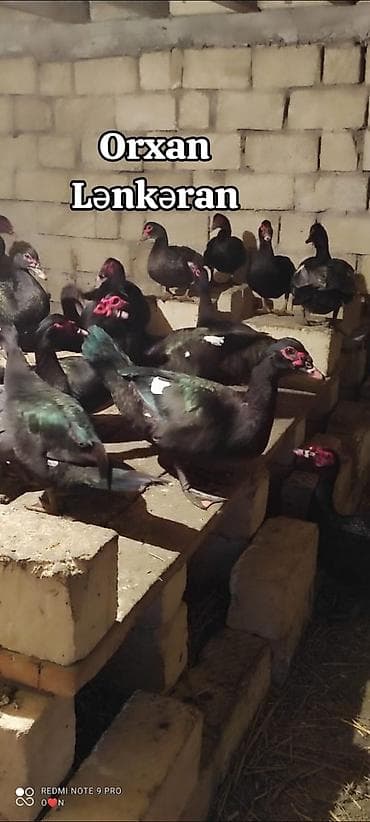 şirin it sekilleri: Salam, Təmiz Cins Amerikan sortu lal ördək balalarının və yumurta — 8