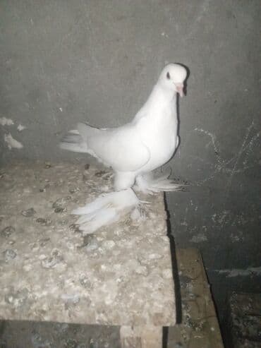 en iri it cinsi: Növ: Ev göyərçini (ağ, lələkləri ayaqlı) Rəng: Tam ağ (başın arxasında — 2