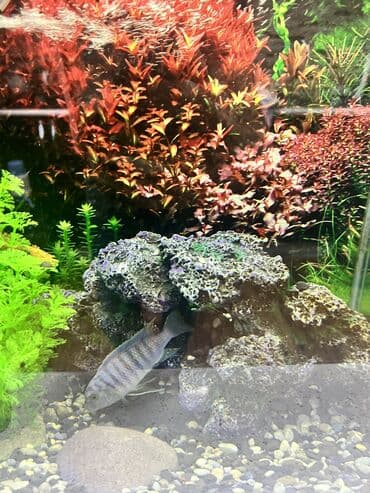 akvarium bitkileri: Dördbucaq akvarium, Balıqlarla birlikdə, 65 l, Ünvandan götürmə — 3