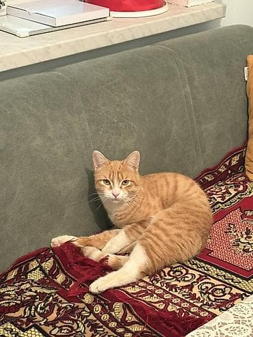 cins pisik cutlesdirme: Türk anqora, Erkək, Ünvandan götürmə — 2