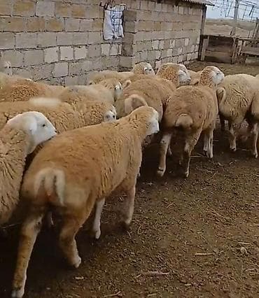 qoyun satşı: Dişi, il: 1, Damazlıq, Pulsuz çatdırılma — 9