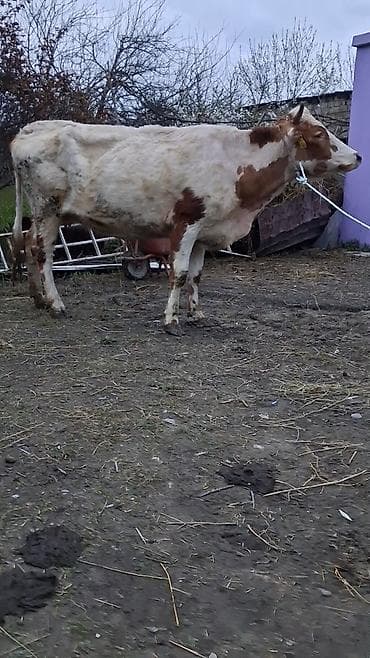 mal qoyun: Dişi, Simental, il: 5, Südlük, Ünvandan götürmə — 4