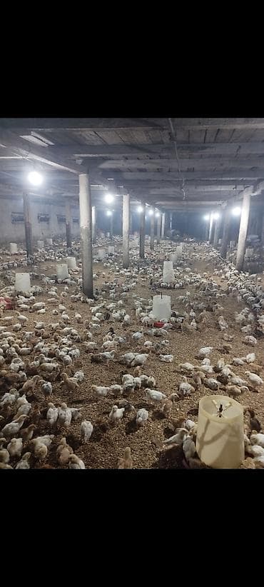 Птицы: Куриные цыплята, Для мяса — 3