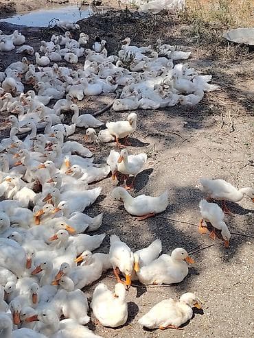 itlerin ucuz qiymete satisi: 700 ədəddi bütün vitaminləri verilib — 2