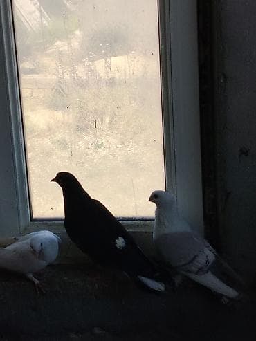 quslar: Şəkillərdə göstərilənlər: müxtəlif rəng və naxışlarda ev göyərçinləri — 3
